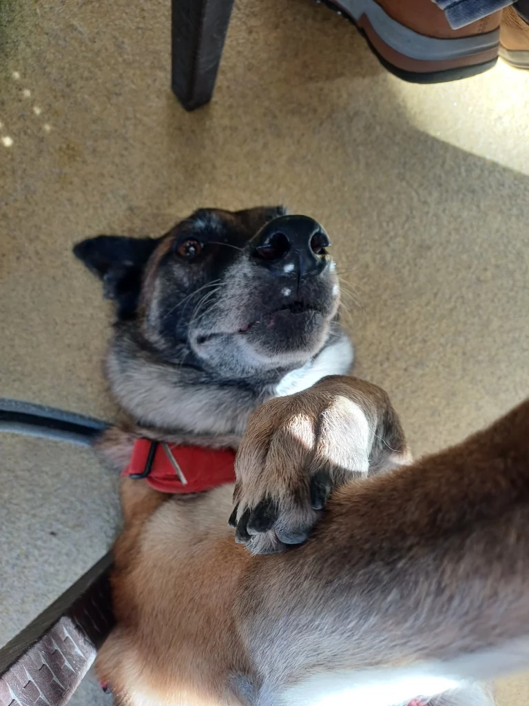 Chien détendu en attendant au restaurant.