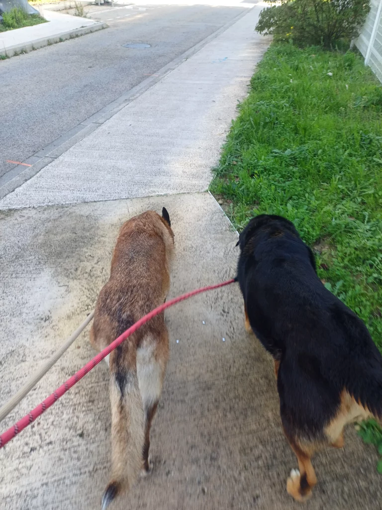 Chiens en laisse en balade.