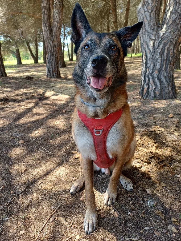 Chien assit attendant son jouet.