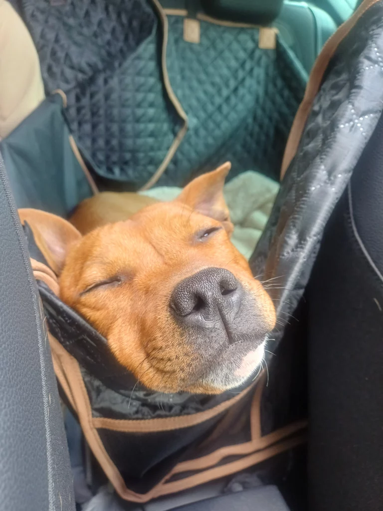 Chien détendu après une séance d'éducation canine.