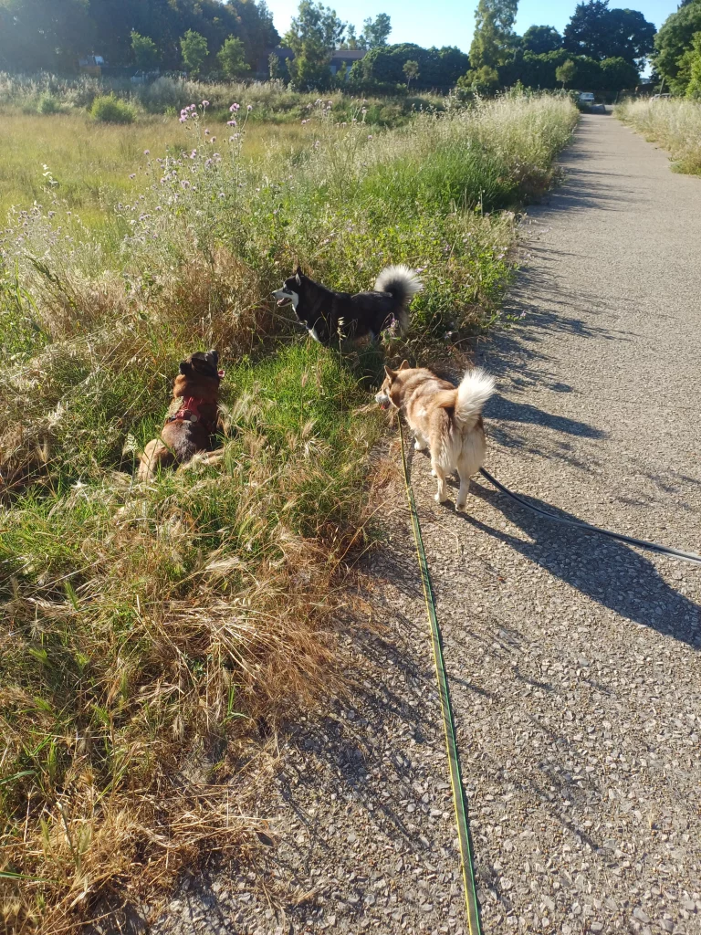 Chiens en balade éducative.