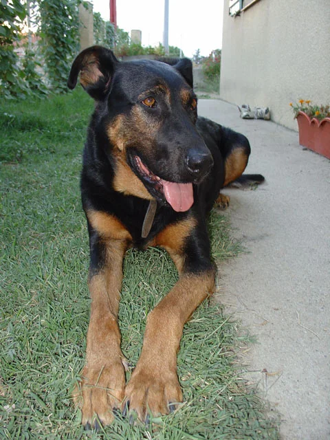 Chienne détendue après avoir jouer.