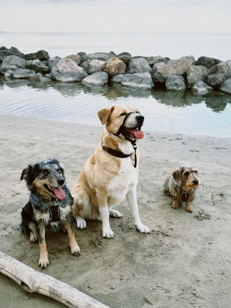Chiens assis au bord de la plage après un cours collectif.
